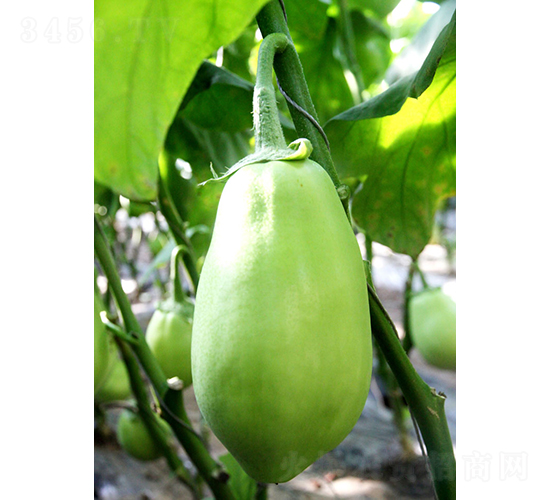 �͝��G��һ̖-���ӷN��-�͝��r(n��ng)�I(y��)