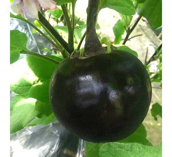 �͝�(r��n)�A��һ̖(h��o)-���ӷN��-�͝�(r��n)�r(n��ng)�I(y��)