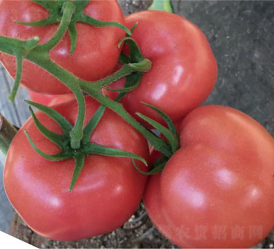 和潤(rùn)奧特優(yōu)-番茄種子-和潤(rùn)農(nóng)業(yè)