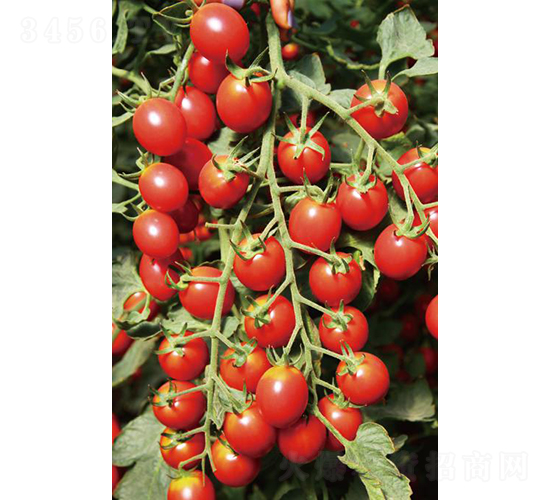 漢姆1507-番茄種子-和潤農(nóng)業(yè)