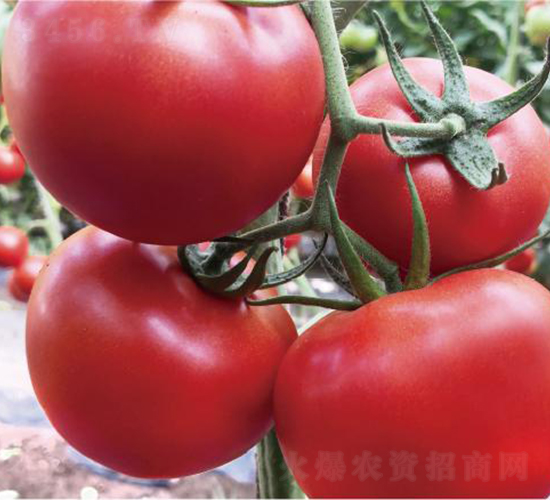 漢姆紅運(yùn)5號-番茄種子-和潤農(nóng)業(yè)
