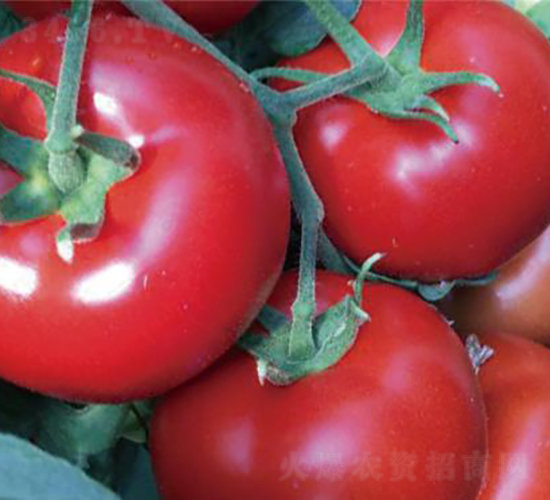 漢姆紅運(yùn)-番茄種子-和潤農(nóng)業(yè)