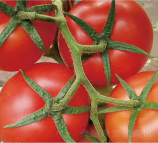 德瑞斯-番茄種子-和潤(rùn)農(nóng)業(yè)