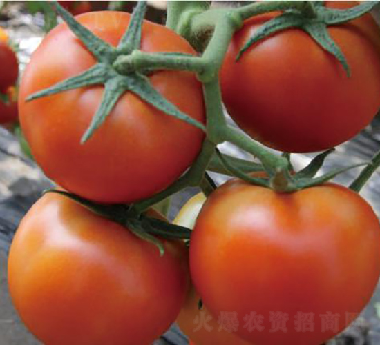 思貝德-番茄種子-和潤(rùn)農(nóng)業(yè)