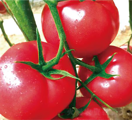 漢姆099-番茄種子-和潤農(nóng)業(yè)