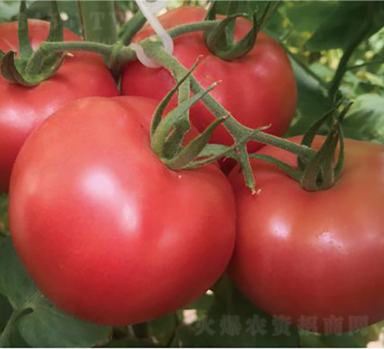 泰和509-番茄種子-和潤(rùn)農(nóng)業(yè)