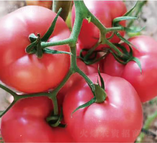 泰和9號-番茄種子-和潤農(nóng)業(yè)