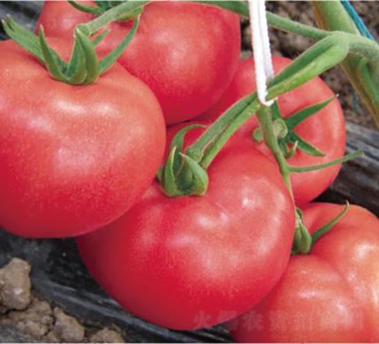 漢姆1355-番茄種子-和潤(rùn)農(nóng)業(yè)