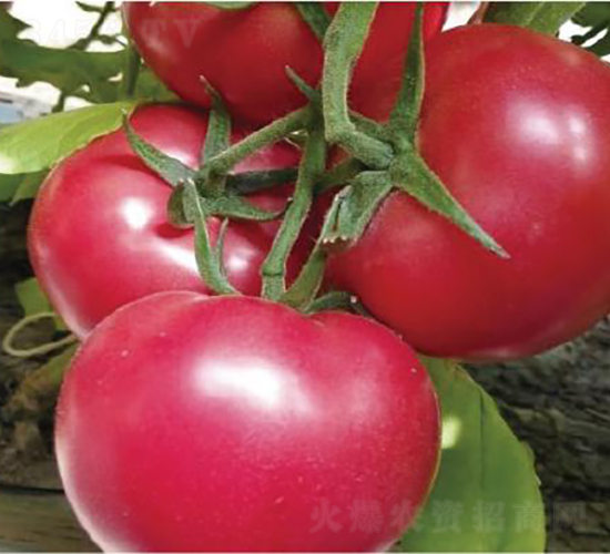 漢姆091-番茄種子-和潤農(nóng)業(yè)