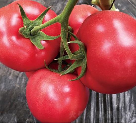 漢姆095-番茄種子-和潤農(nóng)業(yè)