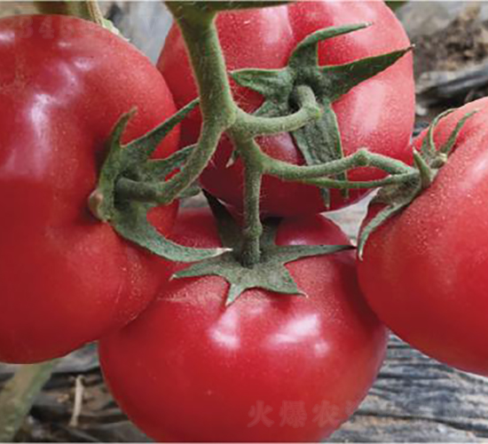 漢姆1300-番茄種子-和潤農(nóng)業(yè)