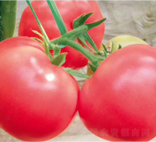 代美特FA2177-番茄種子-和潤農(nóng)業(yè)