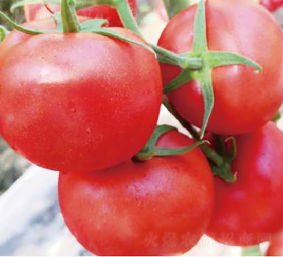 漢姆1313-番茄種子-和潤(rùn)農(nóng)業(yè)