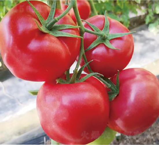 代美特2137-番茄種子-和潤(rùn)農(nóng)業(yè)