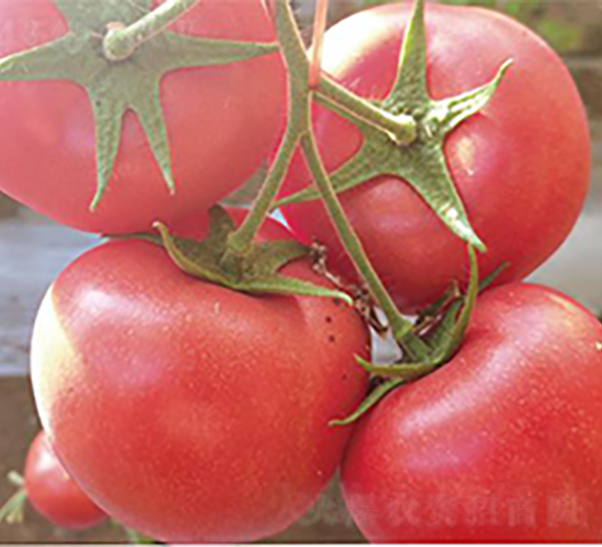 漢姆1391-番茄種子-和潤農(nóng)業(yè)