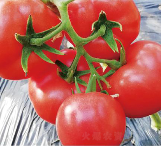 漢姆1377-番茄種子-和潤(rùn)農(nóng)業(yè)
