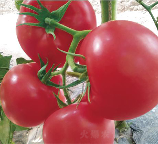 �hķ077-���ѷN��-�͝�(r��n)�r(n��ng)�I(y��)