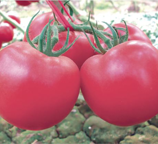 �hķ��̖(h��o)-���ѷN��-�͝��r(n��ng)�I(y��)