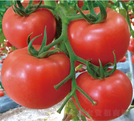 �hķһ̖-���ѷN��-�͝��r�I(y��)