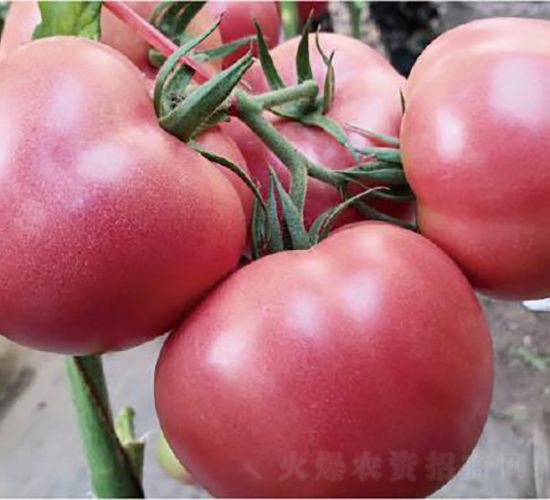 �hķ1755-���ѷN��-�͝��r(n��ng)�I(y��)