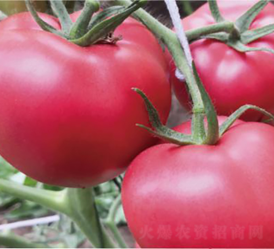 ������1039-���ѷN��-�͝�(r��n)�r(n��ng)�I(y��)