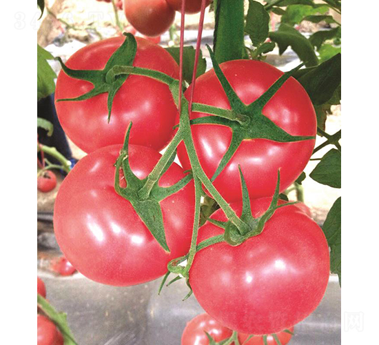 �hķ053-���ѷN��-�͝��r(n��ng)�I(y��)