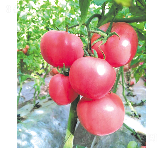 �hķ-77-���ѷN��-�͝�(r��n)�r(n��ng)�I(y��)