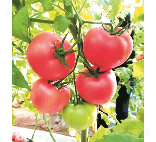 �hķ-17-���ѷN��-�͝�(r��n)�r(n��ng)�I(y��)