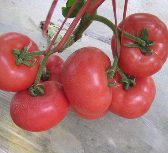 �hķ-87-���ѷN��-�͝��r�I(y��)