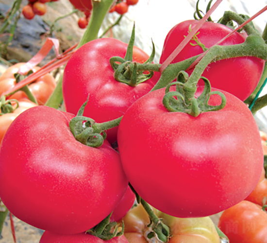 �hķ��̖-���ѷN��-�͝��r(n��ng)�I(y��)