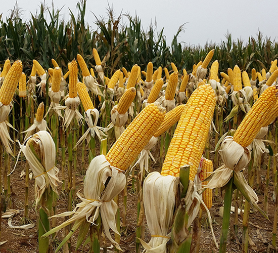 金陽光9號(hào)-玉米種子-合豐種業(yè)