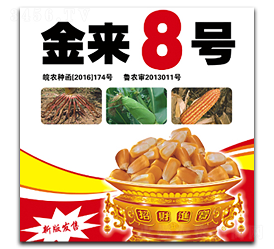 金來(lái)8號(hào)-玉米種子-合豐種業(yè)