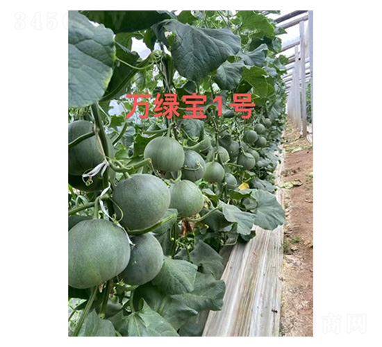 甜瓜種子-萬綠寶1號(hào)-尚豐農(nóng)業(yè)