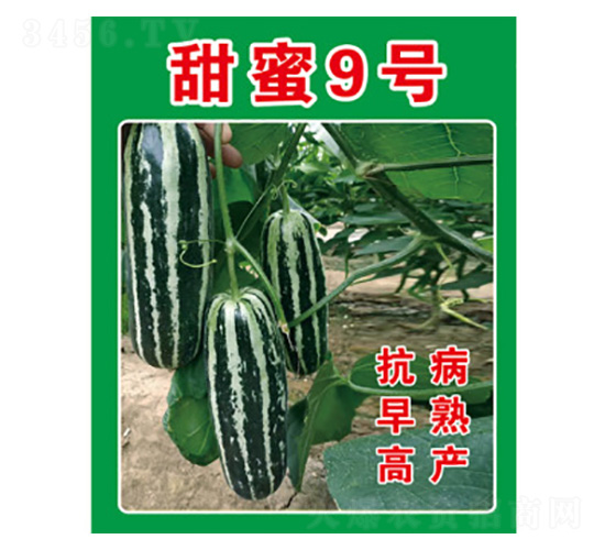 甜瓜種子-甜蜜9號(hào)-尚豐農(nóng)業(yè)