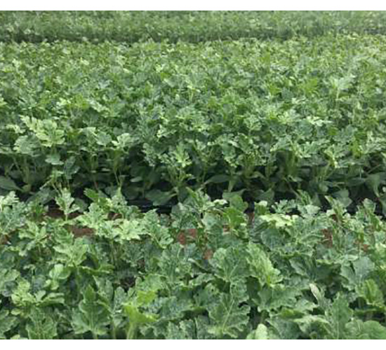 甜王種苗-尚豐農(nóng)業(yè)