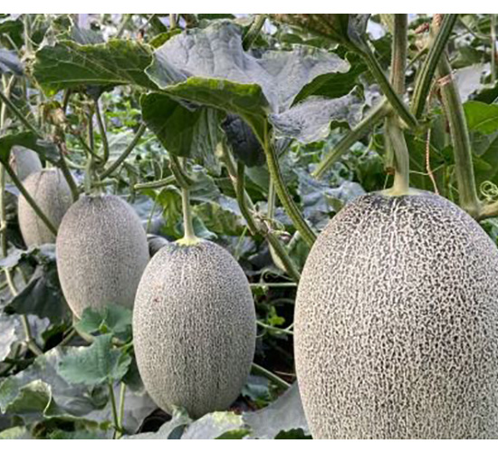 哈密瓜種子-西州蜜25-尚豐農(nóng)業(yè)