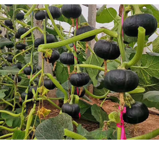 �ϹϷN��-ؐؐ�Ϲ�-���S�r(n��ng)�I(y��)