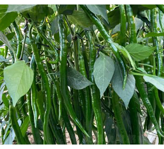 �����N��-�ھ���-���S�r(n��ng)�I(y��)