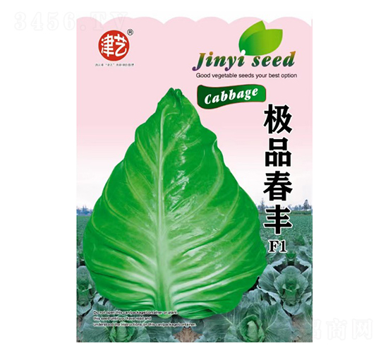 甘藍種子-春豐-邯豐農(nóng)業(yè)