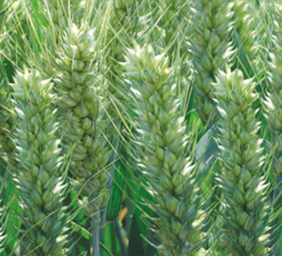 周麥32-天存種業(yè)