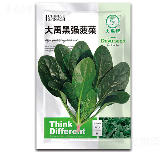 大禹黑強菠菜種子-大禹種業(yè)