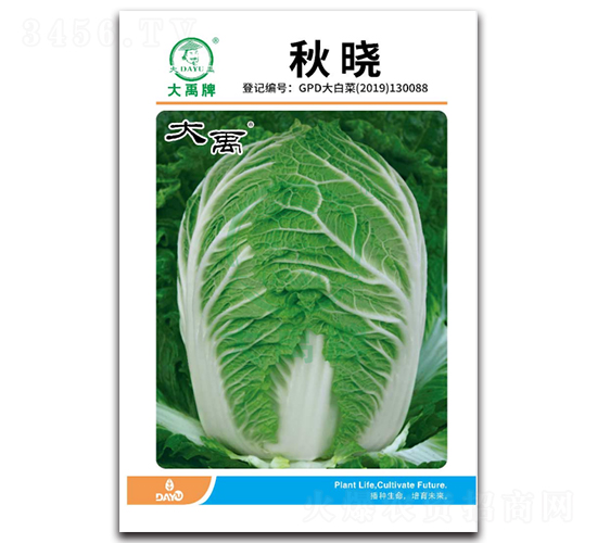 秋曉大白菜種子-大禹種業(yè)