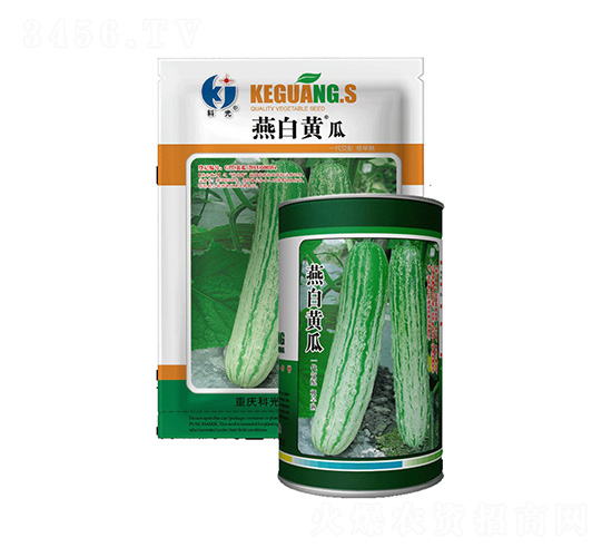 燕白黃瓜-科光種苗