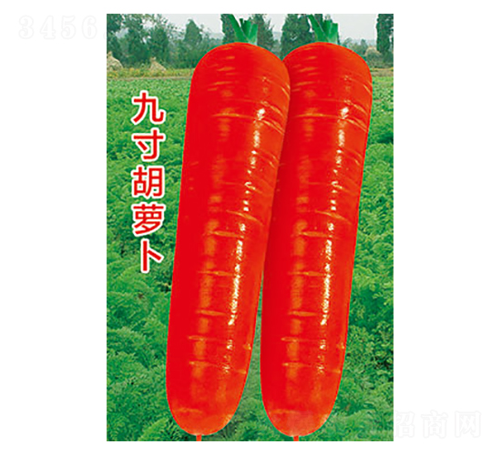 蘿卜種子-九寸胡蘿卜-太樂種業(yè)