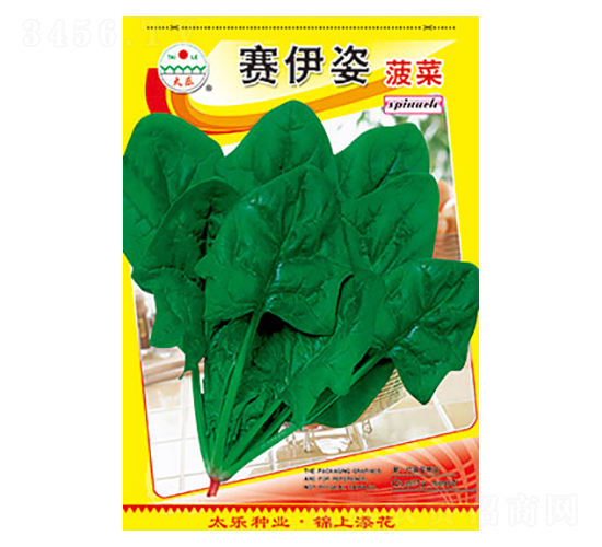 菠菜種子-賽伊姿菠菜-太樂(lè)種業(yè)