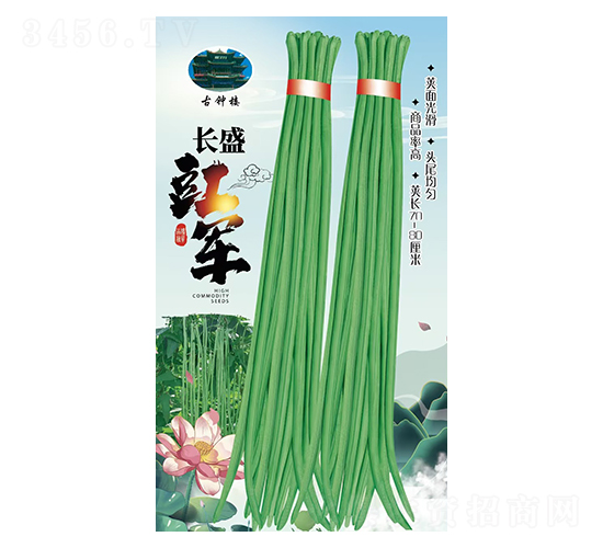 長盛豇軍-豆角種子-鑫源種業(yè)
