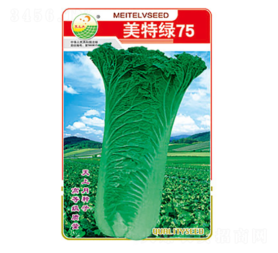 白菜種子-美特綠75-太樂種業(yè)
