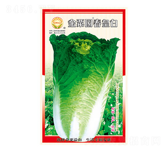 白菜種子-金栗園春皇白-太樂種業(yè)