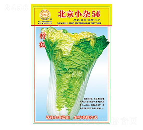 白菜種子-北京小雜56-太樂種業(yè)