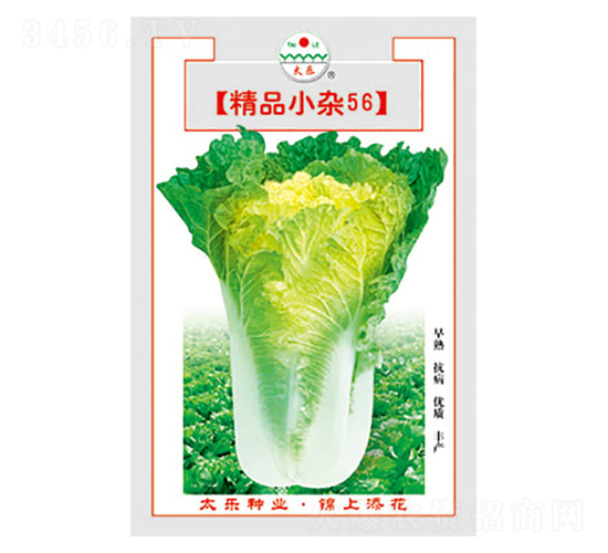 白菜種子-精品小雜56-太樂種業(yè)